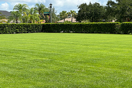 Lawn Service Lakeland FL