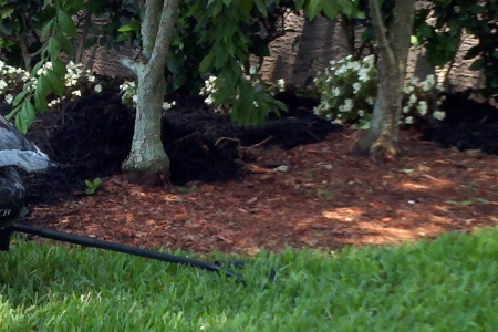 Lawn Service Lakeland FL