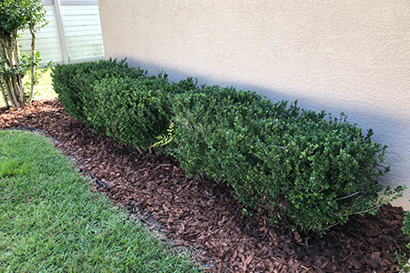 Lawn Service Lakeland FL